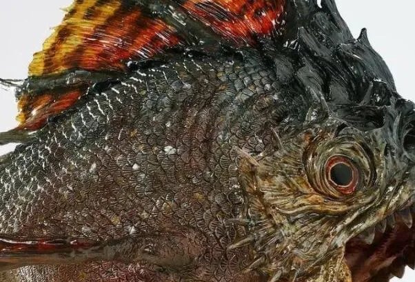 帕兰巨食人鱼:长达1米,双颌咬合力惊人(自身体重35倍)