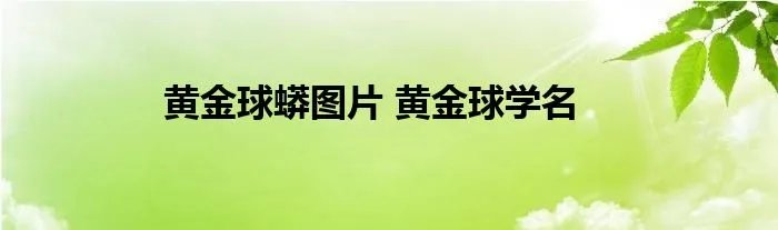 黄金球蟒图片 黄金球学名