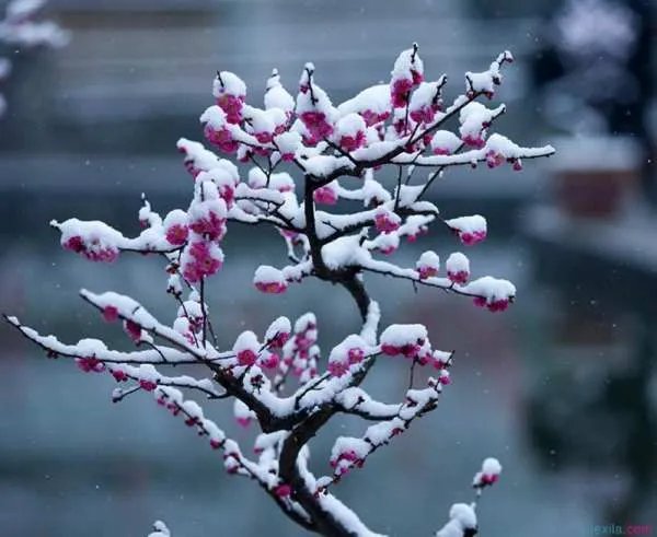 梅花香自苦寒来是什么意思?