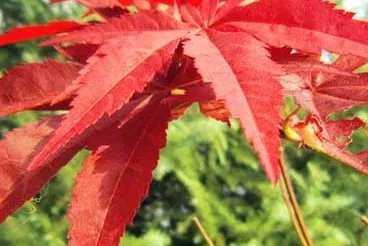 红枫什么时候种植最好?美国红枫栽培技术是什么?
