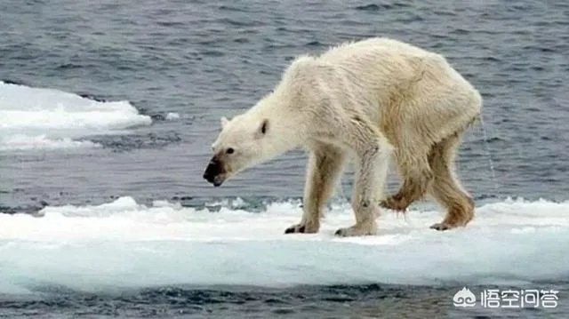 近来北极圈罕见32℃高温,高温成因是什么?北极熊受此影响会走向灭绝吗?