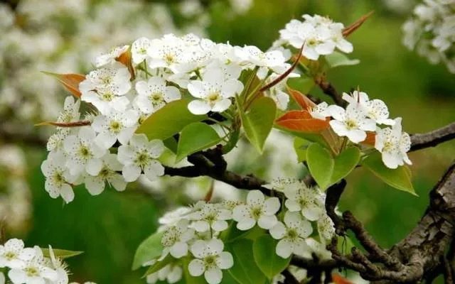 上联:短歌谁和,风动梨花朵。下联怎么对?