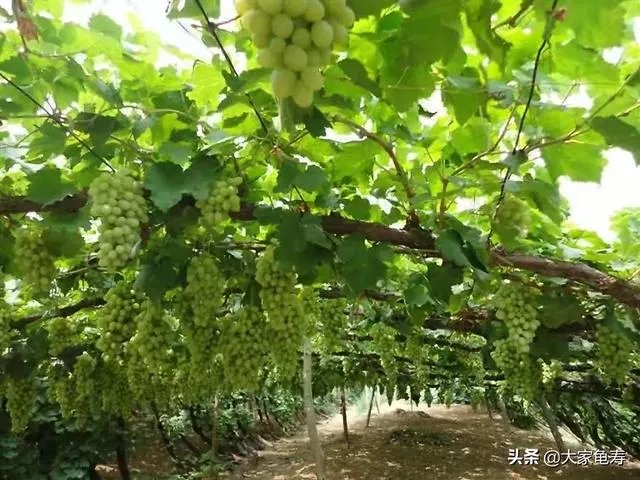 张北草原玩去,在怀来县或者张家口住一夜,想问问怀来县和张家口有什么特色美食吗?