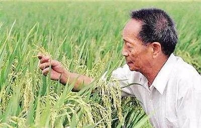 袁隆平宣布的重大成果是什么?