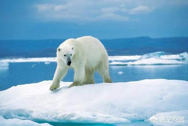近来北极圈罕见32℃高温,高温成因是什么?北极熊受此影响会走向灭绝吗?