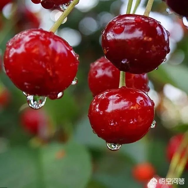 车厘子和樱桃有什么区别?是同一种水果吗?