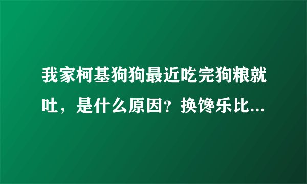 我家柯基狗狗最近吃完狗粮就吐，是什么原因？换馋乐比CHANLEBI狗粮怎么样？