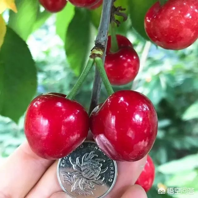 车厘子和樱桃有什么区别?是同一种水果吗?