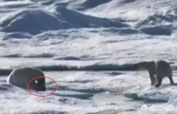 近来北极圈罕见32℃高温,高温成因是什么?北极熊受此影响会走向灭绝吗?
