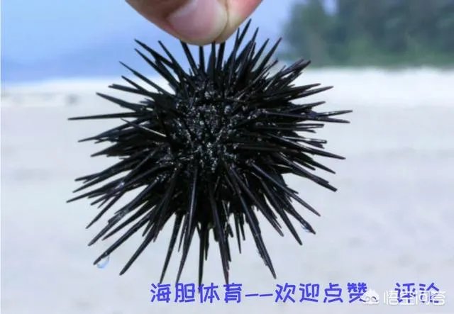 凭借主场优势,辽宁队淘汰北京队,如果是五棵松主场还会是这种结果吗?