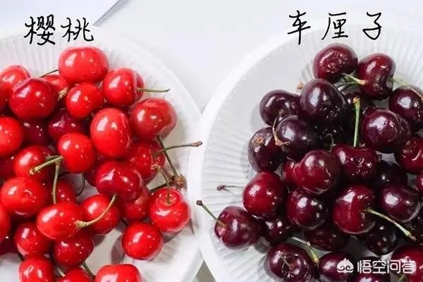 车厘子和樱桃有什么区别?是同一种水果吗?