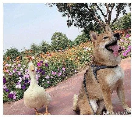 如何评价王珞丹微博挂寻鸭启事？