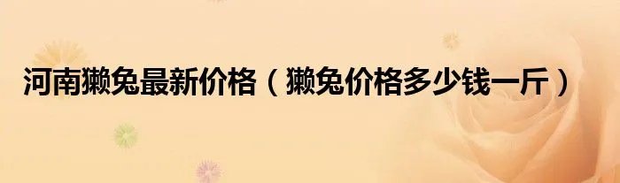 河南獭兔最新价格(獭兔价格多少钱一斤)