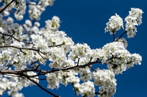 上联:短歌谁和,风动梨花朵。下联怎么对?