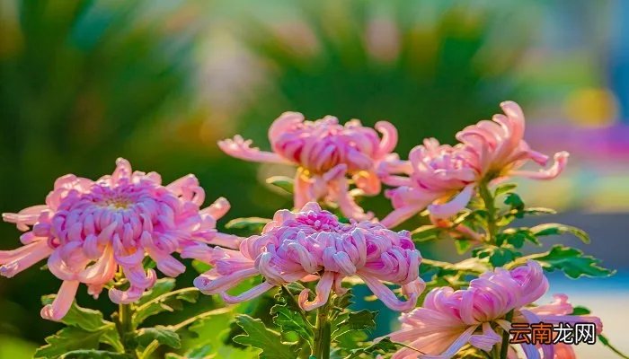 重阳节所要表达意思