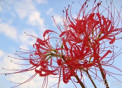 彼岸花的花语 关于彼岸花的图片欣赏