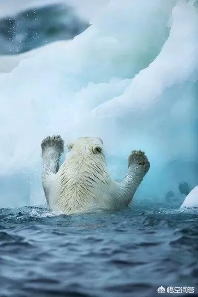 近来北极圈罕见32℃高温,高温成因是什么?北极熊受此影响会走向灭绝吗?
