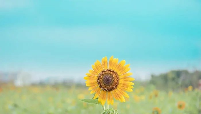 葵花籽其实是向日葵的什么果实