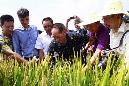袁隆平宣布的重大成果是什么?