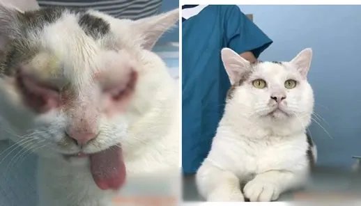 万元给猫割双眼皮什么情况：猫没得选择照片令人心疼