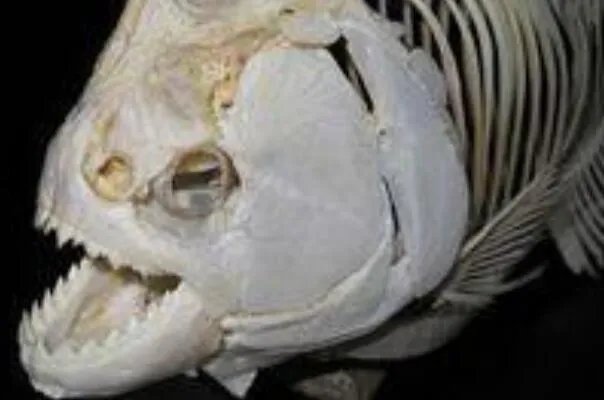 帕兰巨食人鱼:长达1米,双颌咬合力惊人(自身体重35倍)