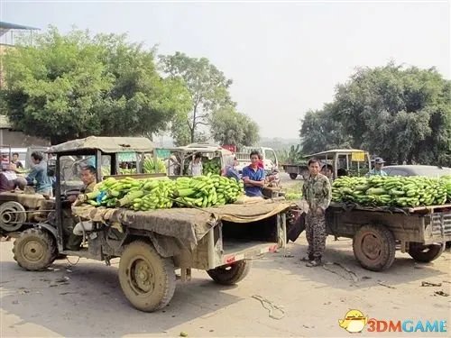 香蕉1毛1斤却无人问津 广西南宁香蕉因早熟滞销