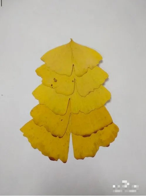 如何教幼儿画简单树叶贴画?