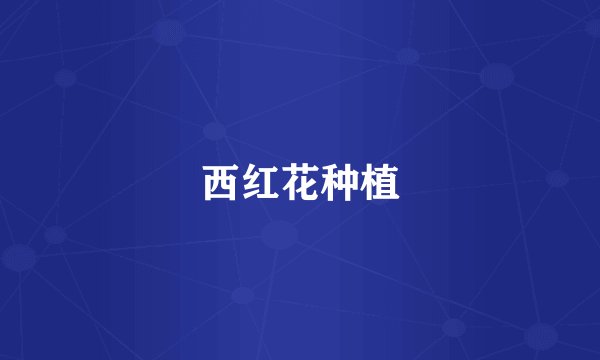 西红花种植