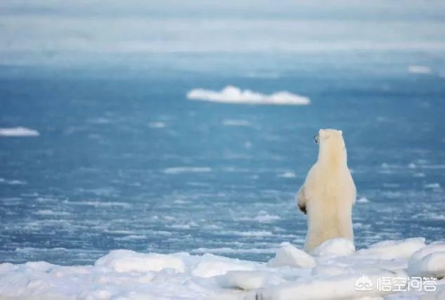 近来北极圈罕见32℃高温,高温成因是什么?北极熊受此影响会走向灭绝吗?