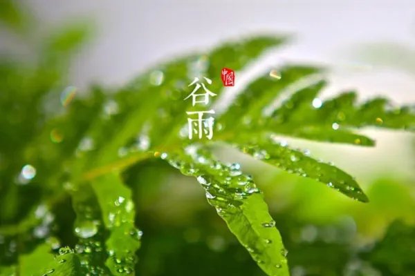 谷雨的诗句图片