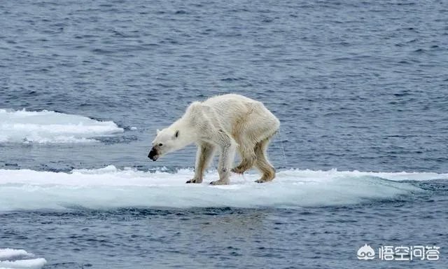 近来北极圈罕见32℃高温,高温成因是什么?北极熊受此影响会走向灭绝吗?