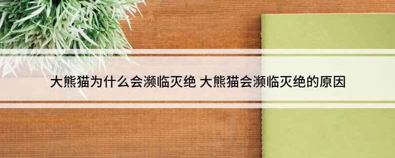 大熊猫为什么会濒临灭绝 大熊猫会濒临灭绝的原因