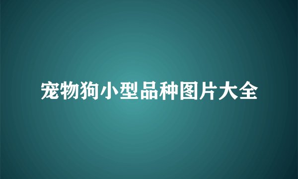 宠物狗小型品种图片大全