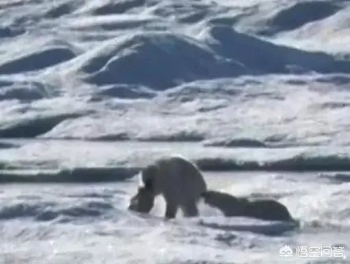 近来北极圈罕见32℃高温,高温成因是什么?北极熊受此影响会走向灭绝吗?
