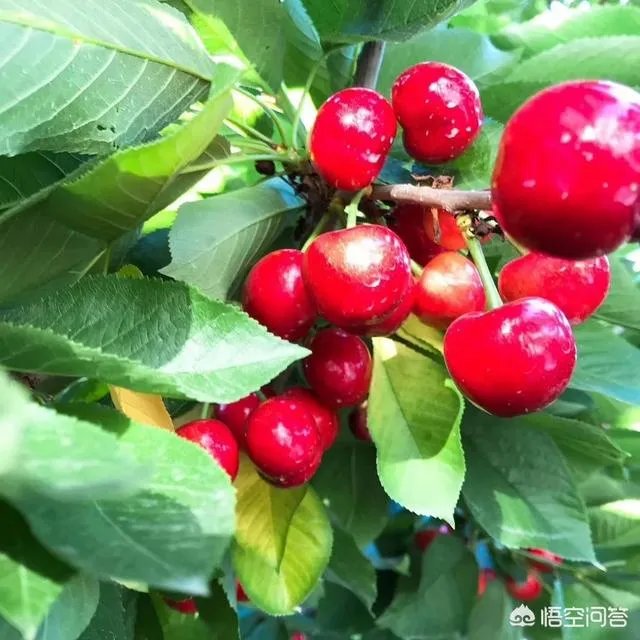 车厘子和樱桃有什么区别?是同一种水果吗?