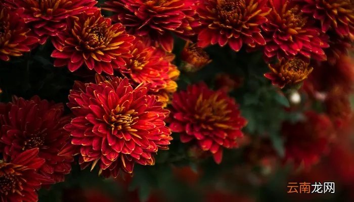 重阳节所要表达意思