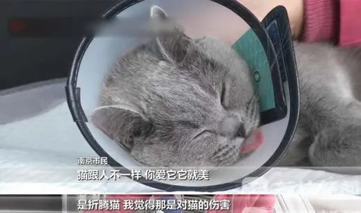 万元给猫割双眼皮什么情况:猫没得选择照片令人心疼
