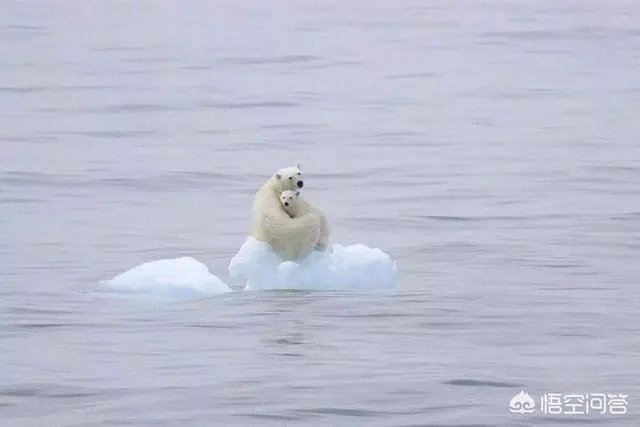 近来北极圈罕见32℃高温,高温成因是什么?北极熊受此影响会走向灭绝吗?
