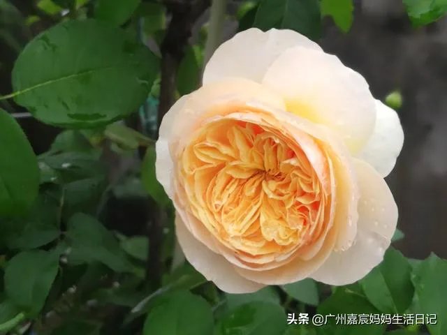 养花有什么论坛可以看看?就是人们可以发帖讨论那种?