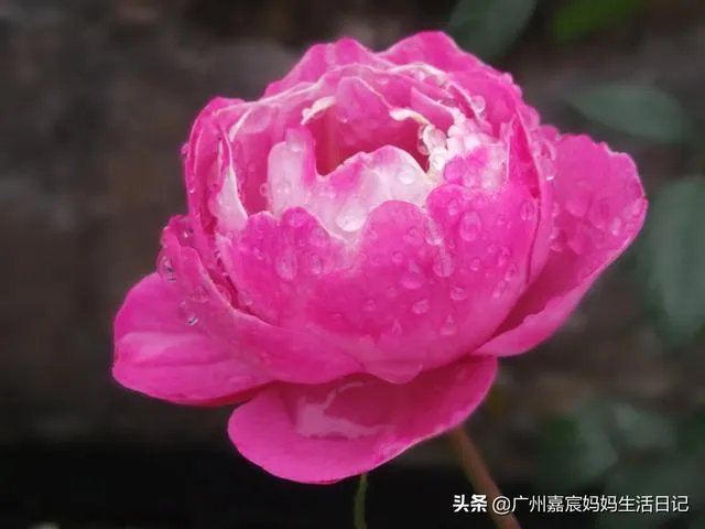 养花有什么论坛可以看看?就是人们可以发帖讨论那种?