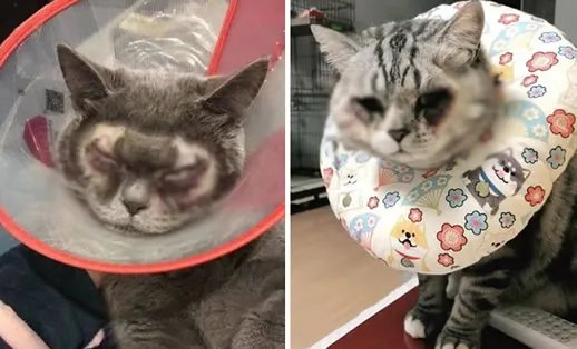 万元给猫割双眼皮什么情况:猫没得选择照片令人心疼