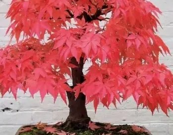 红枫什么时候种植最好?美国红枫栽培技术是什么?