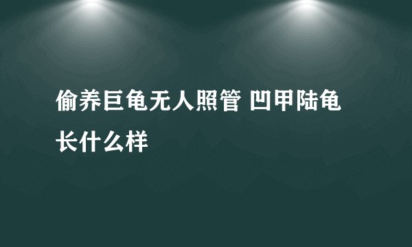 偷养巨龟无人照管 凹甲陆龟长什么样