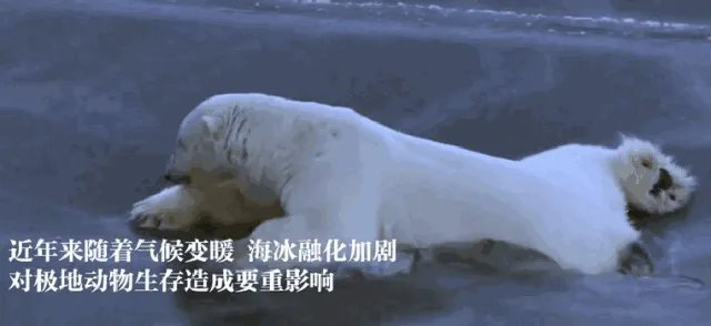 近来北极圈罕见32℃高温,高温成因是什么?北极熊受此影响会走向灭绝吗?
