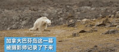近来北极圈罕见32℃高温,高温成因是什么?北极熊受此影响会走向灭绝吗?