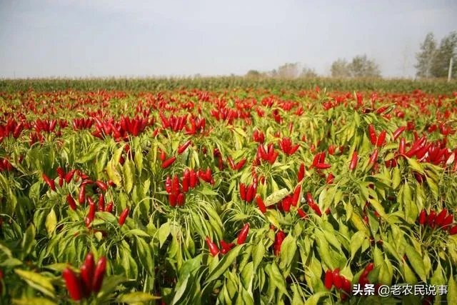 朝天椒如何种?
