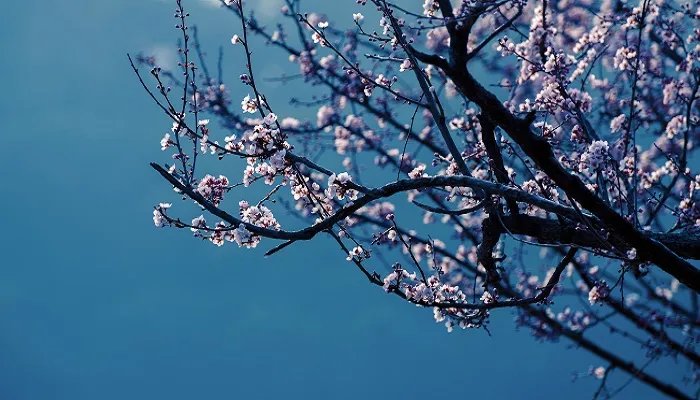 冬天开什么花 冬天开什么花有哪些