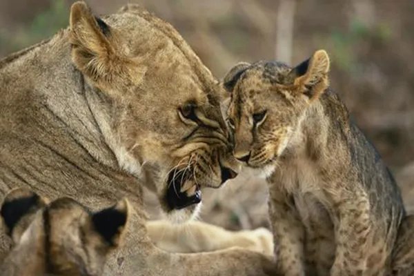 世界十大珍稀动物 大熊猫仅第五远东豹第一仅存40只