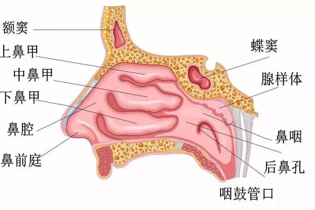 鼻子构造解剖图