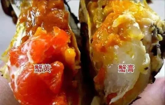 蟹膏究竟是什么?